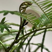 エバーフレッシュ,観葉植物,GREEN UP!,部屋の画像