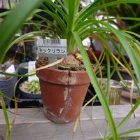 トックリラン,トックリランが喜んでいるような,トックリランの植木鉢にヒビがの画像