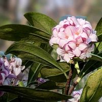 キュウリグサ,ジンチョウゲ,オステオスペルマム,枝垂れ桜,オステオスペルマム　ブルースティールの画像