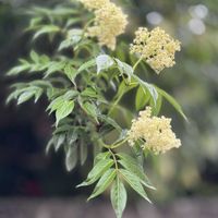 ニワトコ,散歩道,かわいいな♡,花のある暮らし,お花が好き♡の画像