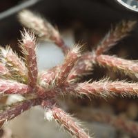 ハオルチア,多肉植物,観葉植物,塊根植物,サボテン科の画像