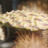 ハオルチア,多肉植物,観葉植物,塊根植物,サボテン科の画像