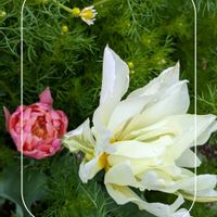 カモミール,チューリップの画像