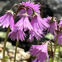 チングルマ,イワカガミダマシ,温室,京都府立植物園,山野草室の画像