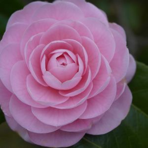 ツバキ,オトメツバキ,常緑低木,ピンクの花,自生の画像