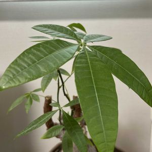 パキラ,実生 パキラ,観葉植物,シンボルツリー,リビング・ダイニングの画像