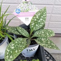 プルモナリア,耐寒性多年草,#PR,#PWアンバサダー,PWプルモナリア ピンクアブルーの画像