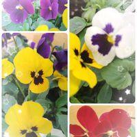 セダム,デージー,七福神,ビオラ,ムスカリ　マウンテンレディの画像