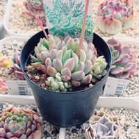 雪雛,植え替え,エケベリア属,花芽,多肉植物のある暮らしの画像