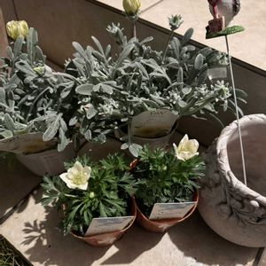 ガザニア  ビースト   シルバーフォックス,ガザニア  ビースト   シルバーフォックス,アネモネ　ムルフェダ,アネモネ　ムルフェダ,可愛い植木鉢の画像