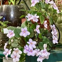 セントポーリア,その他部屋の画像