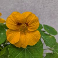 キンレンカの画像