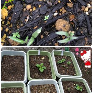 ジャガイモ,ミニトマト,キタアカリ,プランター栽培,ミニトマトの栽培の画像