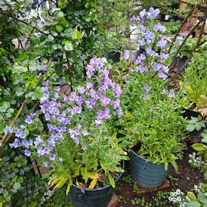 エキウム,カンパニュラ,ホワイトレースフラワー,エキウム ブルーベッダー,種まきっ子の画像