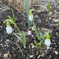 ギョウジャニンニク,ルバーブ,ワサビ,スノー・ドロップ,ふきのとうの画像