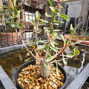 フォークイエリア コルムナリス,ブルビネ　aff.ウィエセイ,塊根植物,実生,ケープバルブの画像