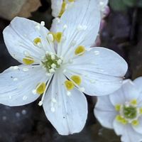 山野草,花のある暮らし,スプリングエフェメラル,城山かたくりの里,みんな負けないで！の画像