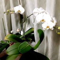 パキラ,ガジュマル,胡蝶蘭,その他部屋の画像