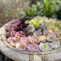 クリスマスローズ,ナチュラルガーデン,ジャンクガーデン,シェードガーデン,ナチュラルスタイルの画像