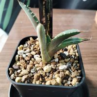 アガベ,育成ライト,多肉植物,日光浴,初心者の画像