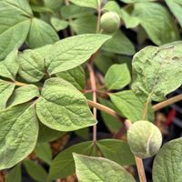 シャクヤク,グリーン,花のある暮らし,緑のある暮らし,季節の変わり目の画像