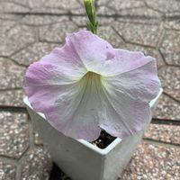 ペチュニア,りゅうのひげ,リュウノヒゲ,鉢植え,ガーデニングの画像