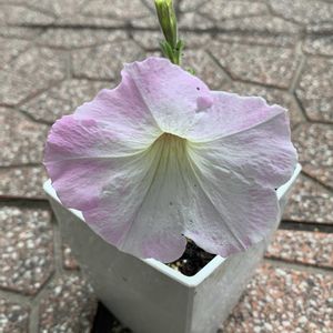 ペチュニア,りゅうのひげ,リュウノヒゲ,鉢植え,ガーデニングの画像