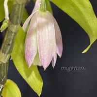 セッコク,デンドロビウム アフィラム,蘭、らん、ラン,セッコク 段咲き紅一点花）,彫刻。の画像