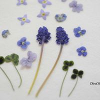 クローバー,ムスカリ,ドライフラワー,押し花,リビング・ダイニングの画像