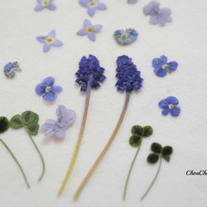 クローバー,ムスカリ,ドライフラワー,押し花,リビング・ダイニングの画像