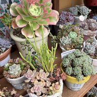 白鳳錦,寄せ植え,多肉植物,多肉寄せ植え,多肉大好きの画像
