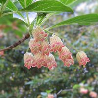 サラサドウダン,今日のお花,過去のpic,風鈴ツツジ,温泉県大分♨️の画像