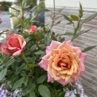 お花,花のある暮らし,植物のある暮らし,ありがとう♡,バラ・ミニバラの画像