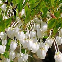 スモモ,ドウダンツツジ,今日のお花,白いお花が好き,白花タンポポの画像
