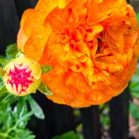 寄せ植えの画像