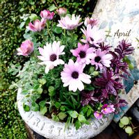 オステオスペルマム,オステオスペルマム セレニティ,寄せ植え,可愛い,庭の花の画像