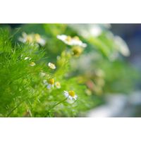 カモミール,ハーブ,こぼれ種,ミラーレス一眼,夜中にこっそりの画像