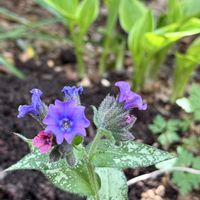 プルモナリア,プルモナリア ダイアナクレア,シェードガーデン,花のある暮らし,植物のある暮らしの画像