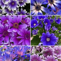 サイネリア,梅桃桜？の画像