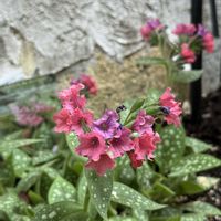 プルモナリア,プルモナリア,プルモナリア シュリンプオンザバービー,プルモナリアシュリンプオンザバービー,シェードガーデンの画像