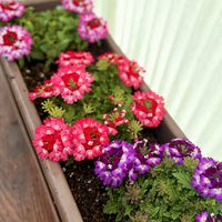 バーベナ,花のある暮らし,植物のある暮らし,春到来！,庭の画像