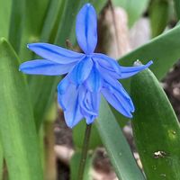 花のある暮らし,青い花マニア,みんな負けないで！,水曜日は水色,楽しく元気に頑張ろうの画像