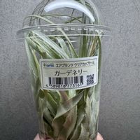 チランジア,ガルドネリー,ガルドネリー,ガルドネリー,チランジア属の画像