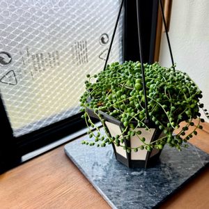 グリーンネックレス,多肉植物,観葉植物,出窓,鉢植えの画像