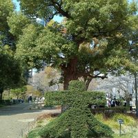 ミツマタ,芝生,クスノキ,クレマチス  カートマニージョー,？の画像