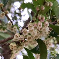 過去pic,撮りだめ,篠栗九大の森,供養,姫榊(ヒサカキ)の画像