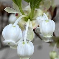 ドウダンツツジ,ドウダンツツジ,サラサドウダン,ドウダンツツジ岩しだれ,庭木の画像