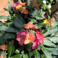 スイートアリッサム ,斑入りツルニチニチソウ,SUNTORY サフィニア,PWエリシマム　スプリングパーティーの画像