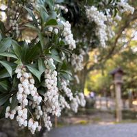 馬酔木(アセビ）,伊勢志摩,伊勢神宮,英虞湾,夫婦岩の画像