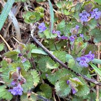 スノーフレーク,カキドオシ,アマナ,イヌナズナ,アミガサユリ(バイモ)の画像